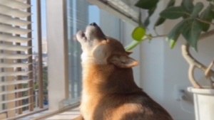 Une sirène d&rsquo;urgence vivante!