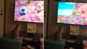 Une petite soirée tranquille devant la télé