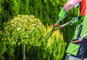 Quand faut-il tailler les arbres et les arbustes?