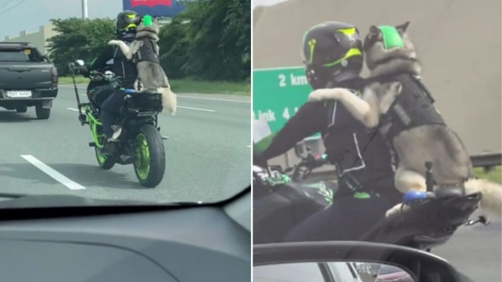 La tête… et le poil au vent!