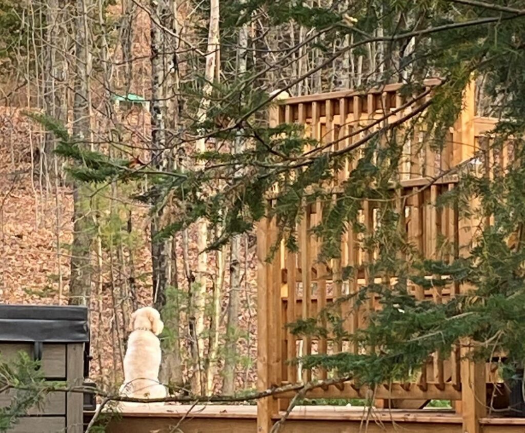Billet d&rsquo;humeur : Chien heureux, maître heureux