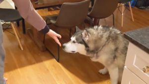 Un chien se fait jouer un tour de magie