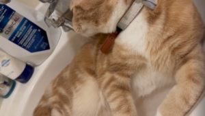 Trop paresseux pour s&rsquo;enlever et boire