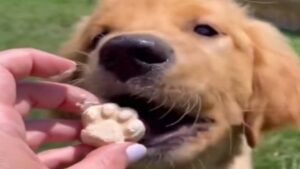 Trucs pour hydrater son chien (canicule)