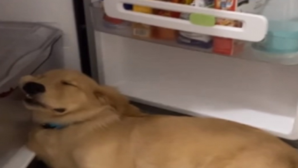 Un sommeil absolument impeccable et inébranlable!