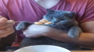 Impossible de manger seul, ici!
