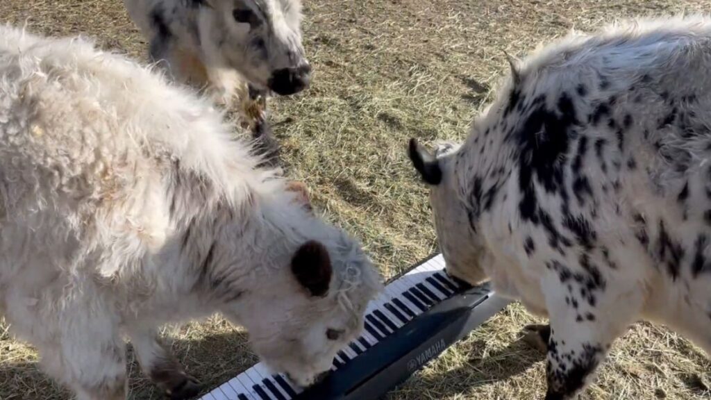 Un quatuor de vaches qui font du jazz!