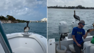 Fatigués? Profitez simplement de la balade!