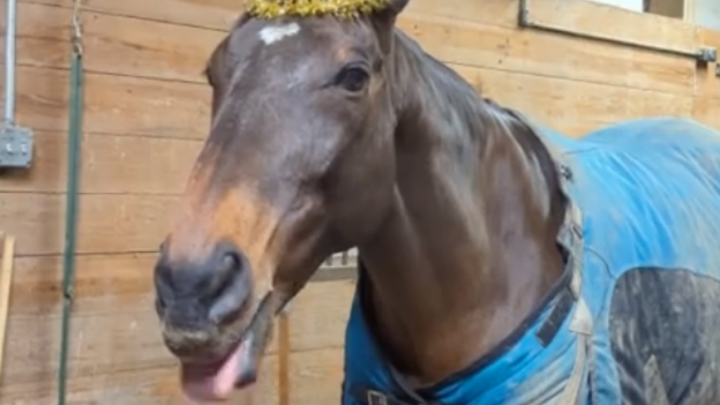Avez-vous déjà vu un cheval avec un chapeau?