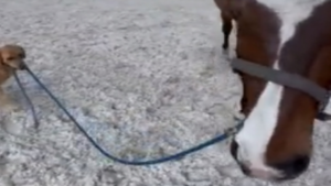 Qui promène qui? Y a-t-il vraiment une bonne réponse?