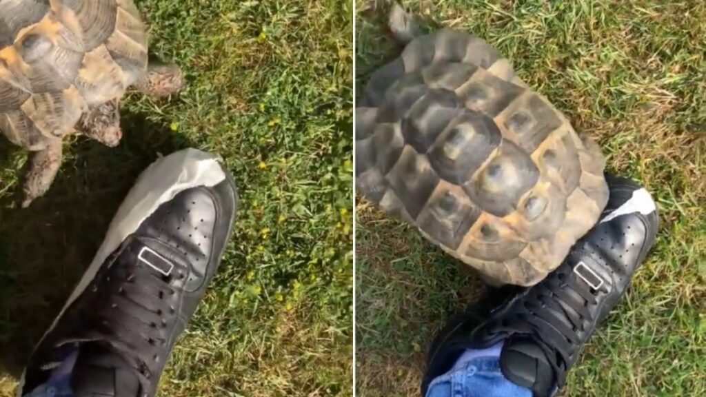 Une aversion totale pour les chaussures noires