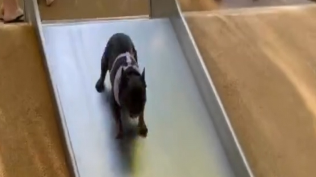 Ce chien sait s&rsquo;amuser avec ses humains!