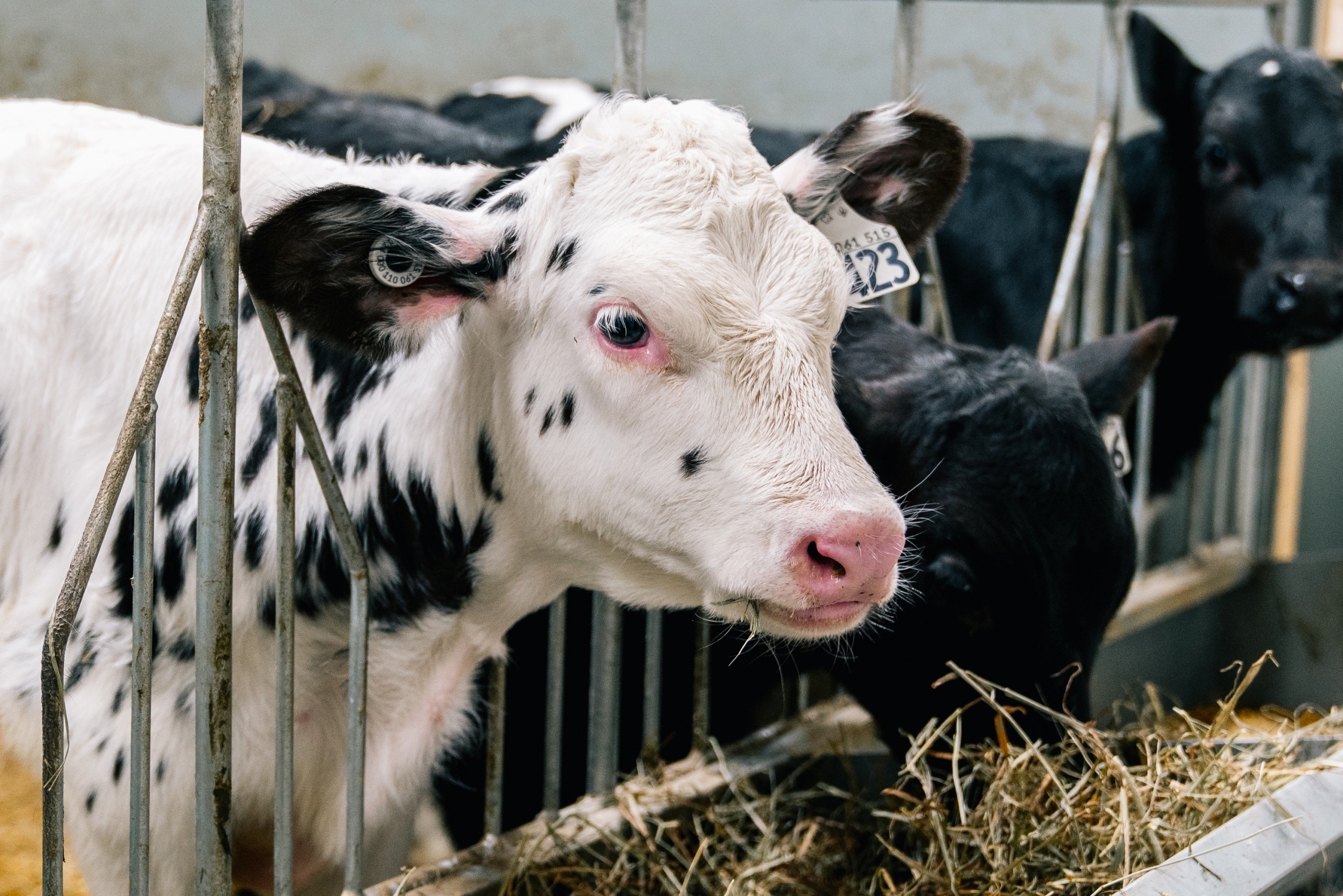 Des dons de lait aux banques alimentaires