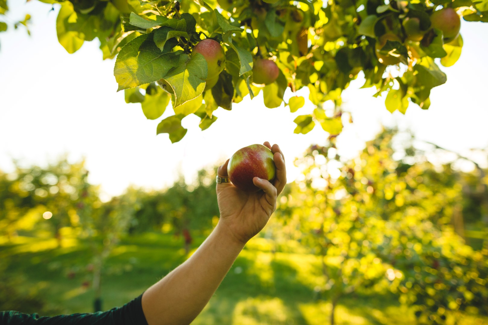 Le temps des pommes s’en vient à l’île Saint-Bernard