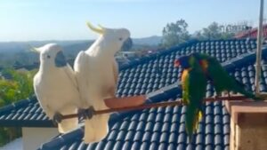 Voici le débat des oiseaux