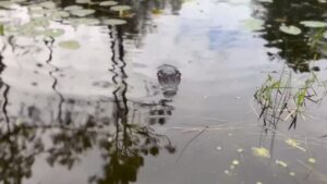 Un voisin pas comme les autres…