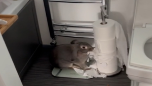 Êtes-vous vraiment certain de vouloir un lapin…?