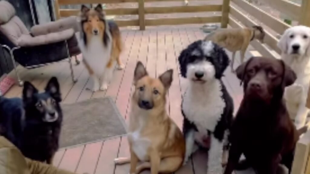 Les chiens et leur amour d&rsquo;une balle!