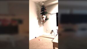 Chats vs Sapins de Noël : une bataille épique en vidéo!