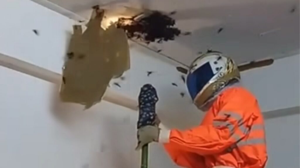 Un nid de guêpes dans son plafond