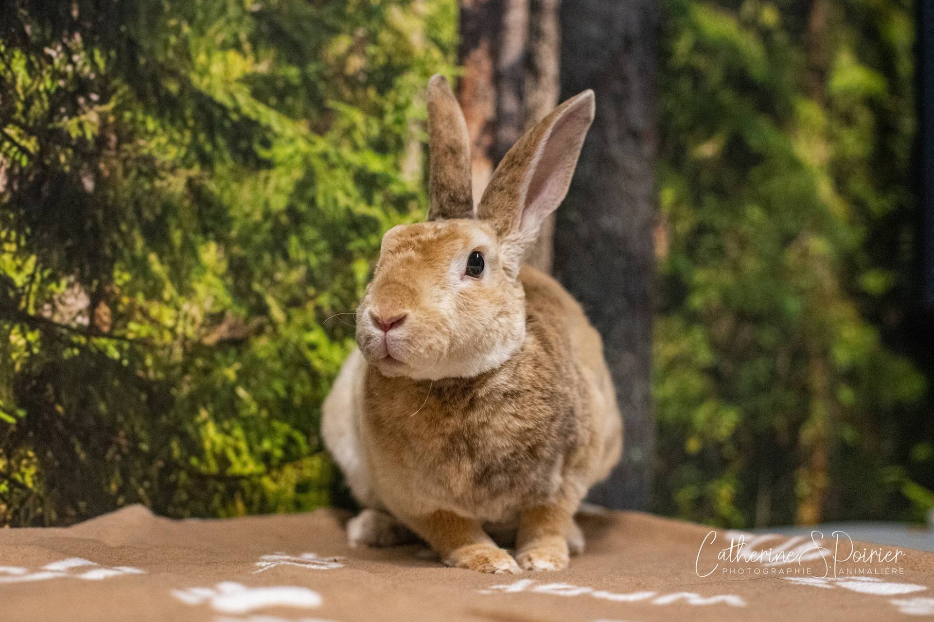 Willy, l&rsquo;animal de la semaine