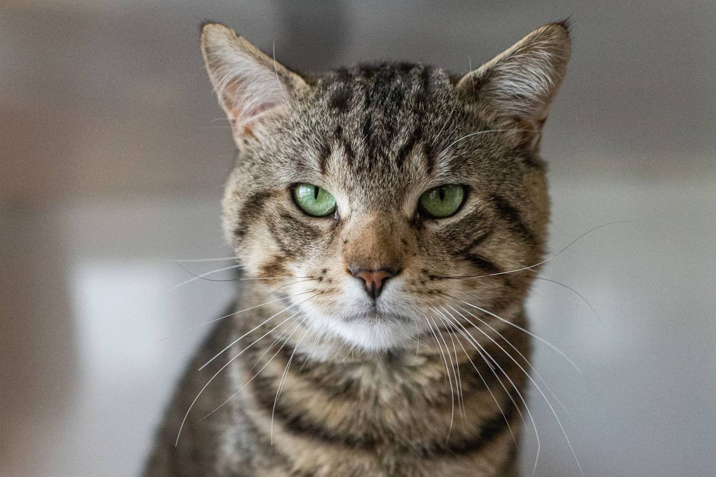 Wonton, la vedette de la semaine