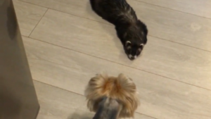 Un yorkshire et un furet s&rsquo;amusent ensemble