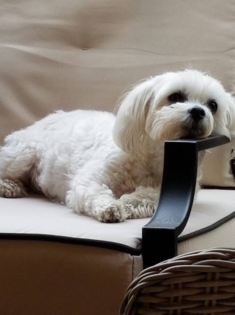 Chien dangereux à Brossard : un bichon maltais attaqué mortellement