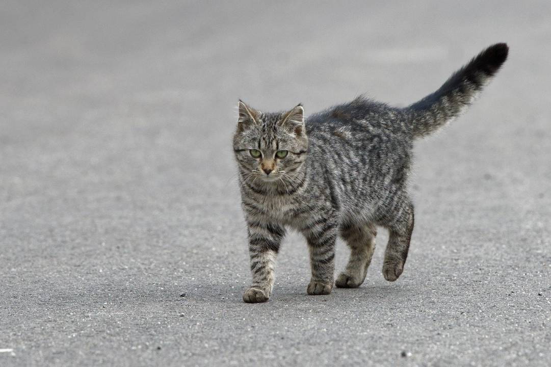 Vous avez vu un chat errant ? Voici les bons réflexes à avoir