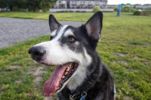Candiac : petits et gros chiens auront un nouveau parc