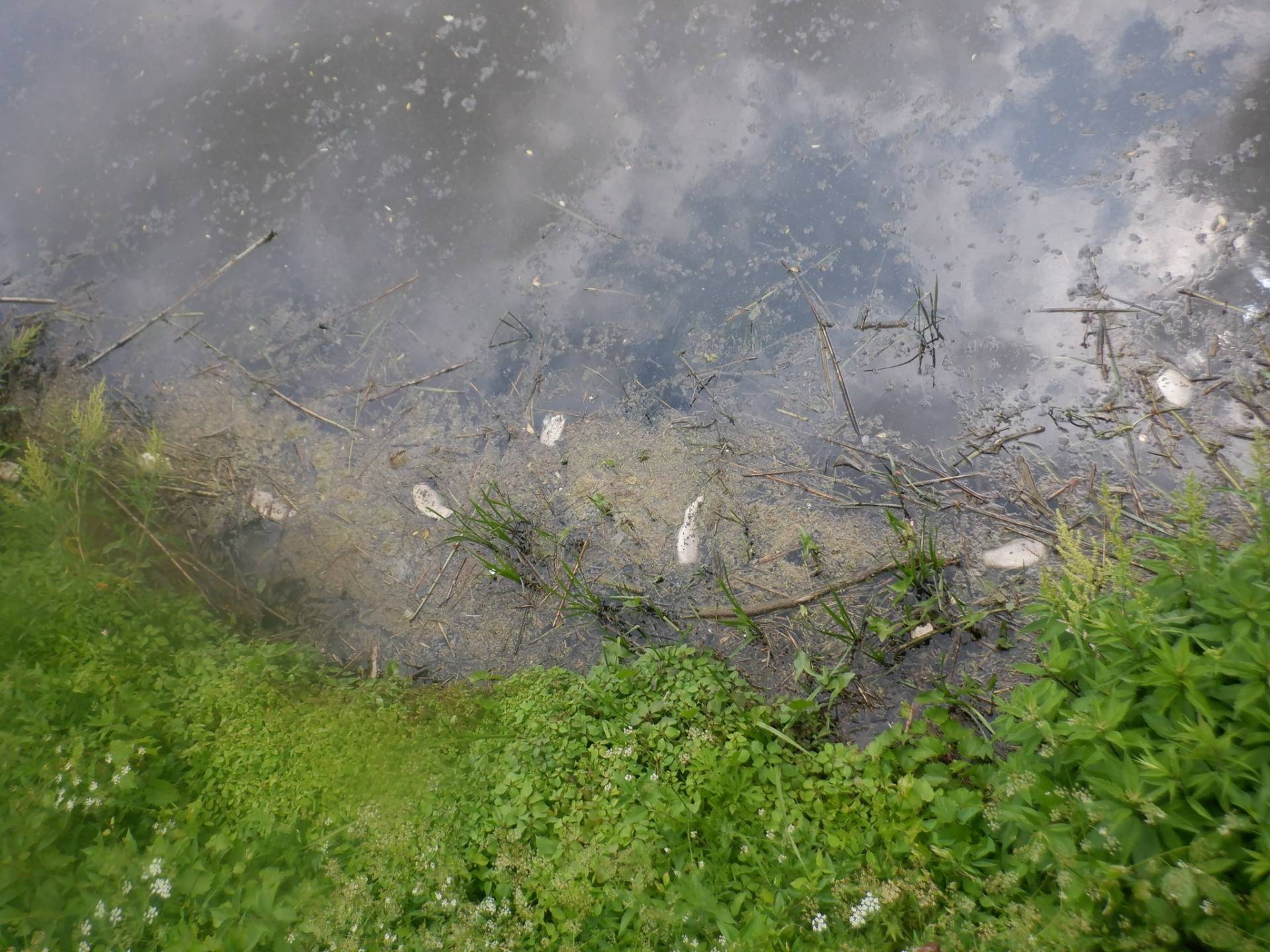 Rivière de la Tortue : importante mortalité de poissons