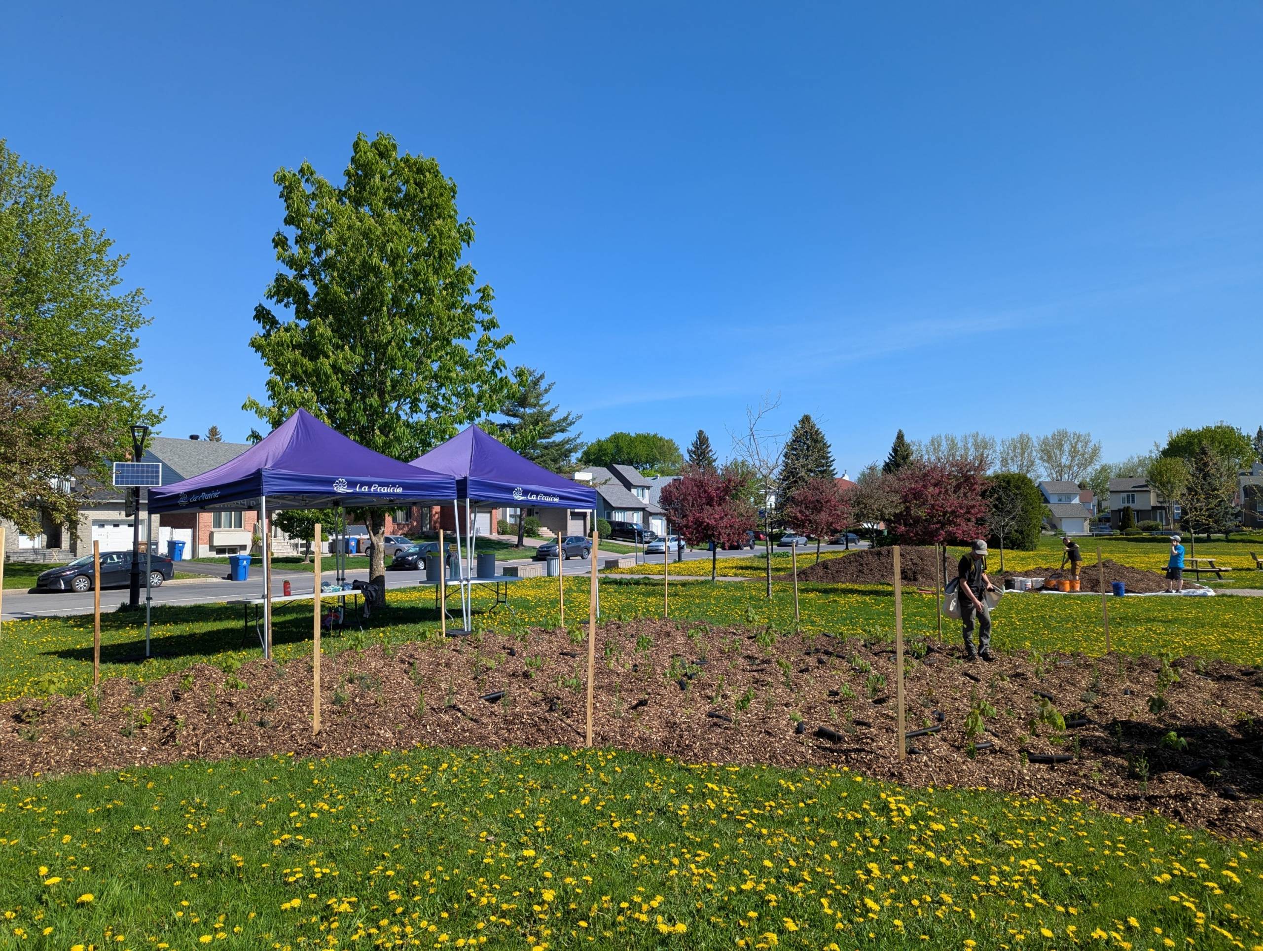 Une nouvelle microforêt pousse à La Prairie