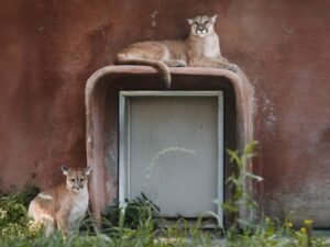 Le Parc Safari sauve deux cougars