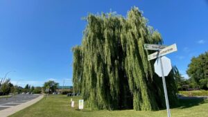 Saule pleureur du croissant Sainte-Catherine : Saint-Constant revoit ses plans pour le préserver