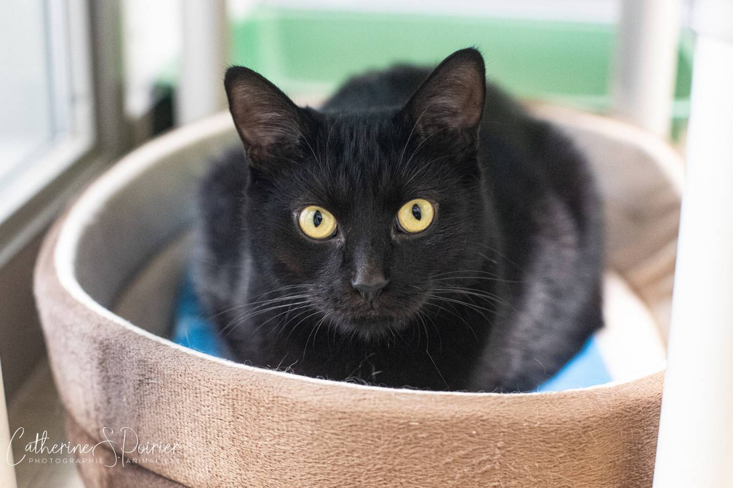 Montage de 6 pubs renversantes de prévention en sécurité routière