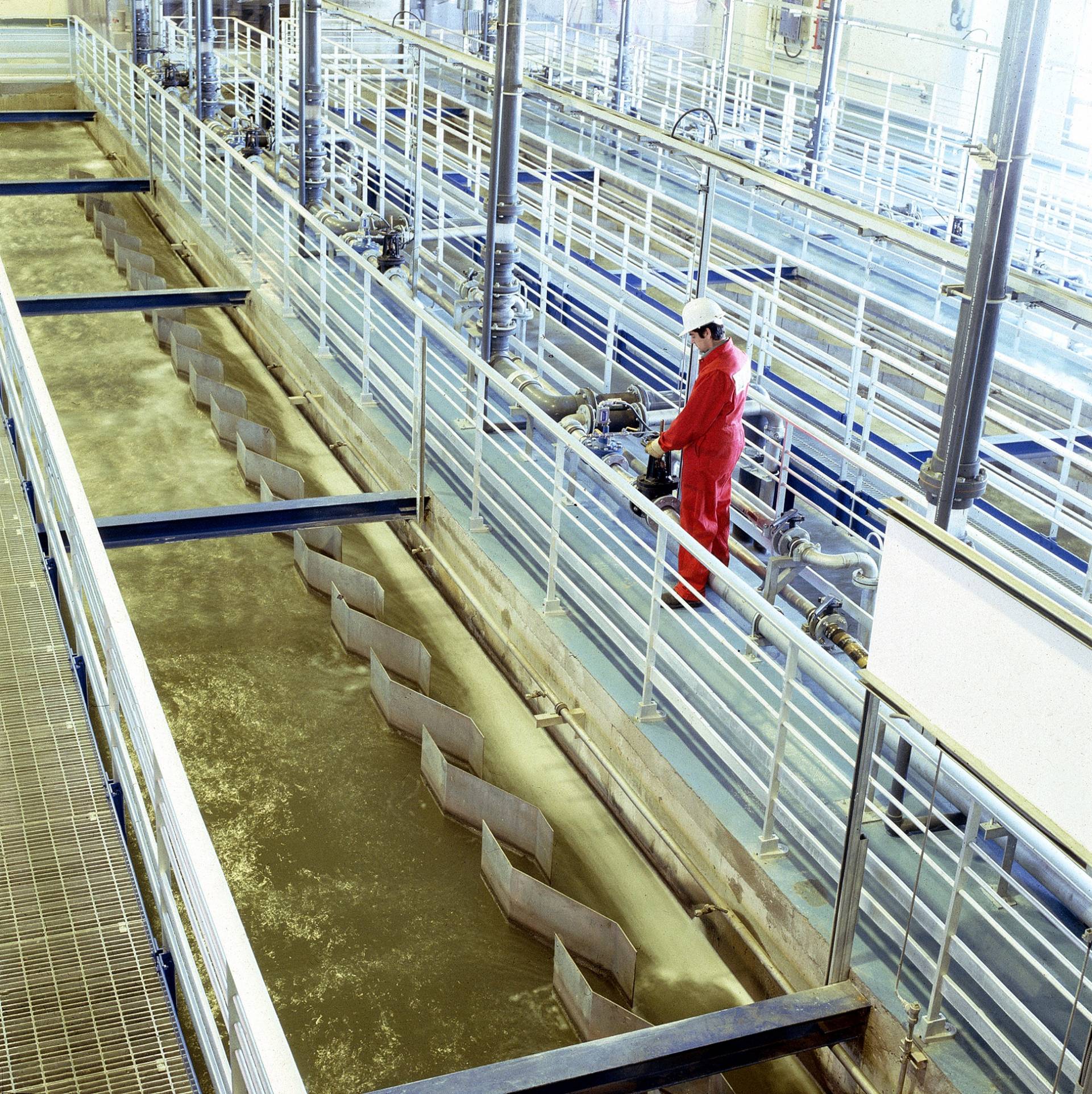 L’amitié entre Bambi et un chien