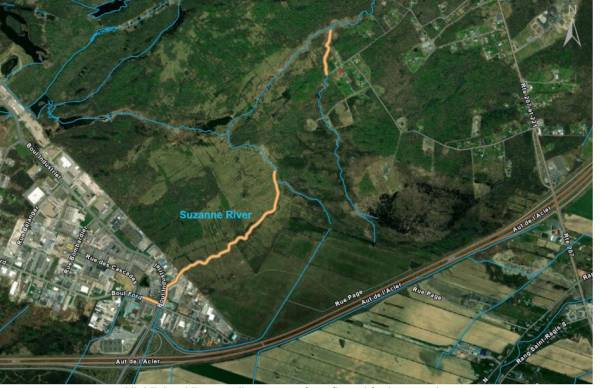 Le chat n’a aucun instinct de survie