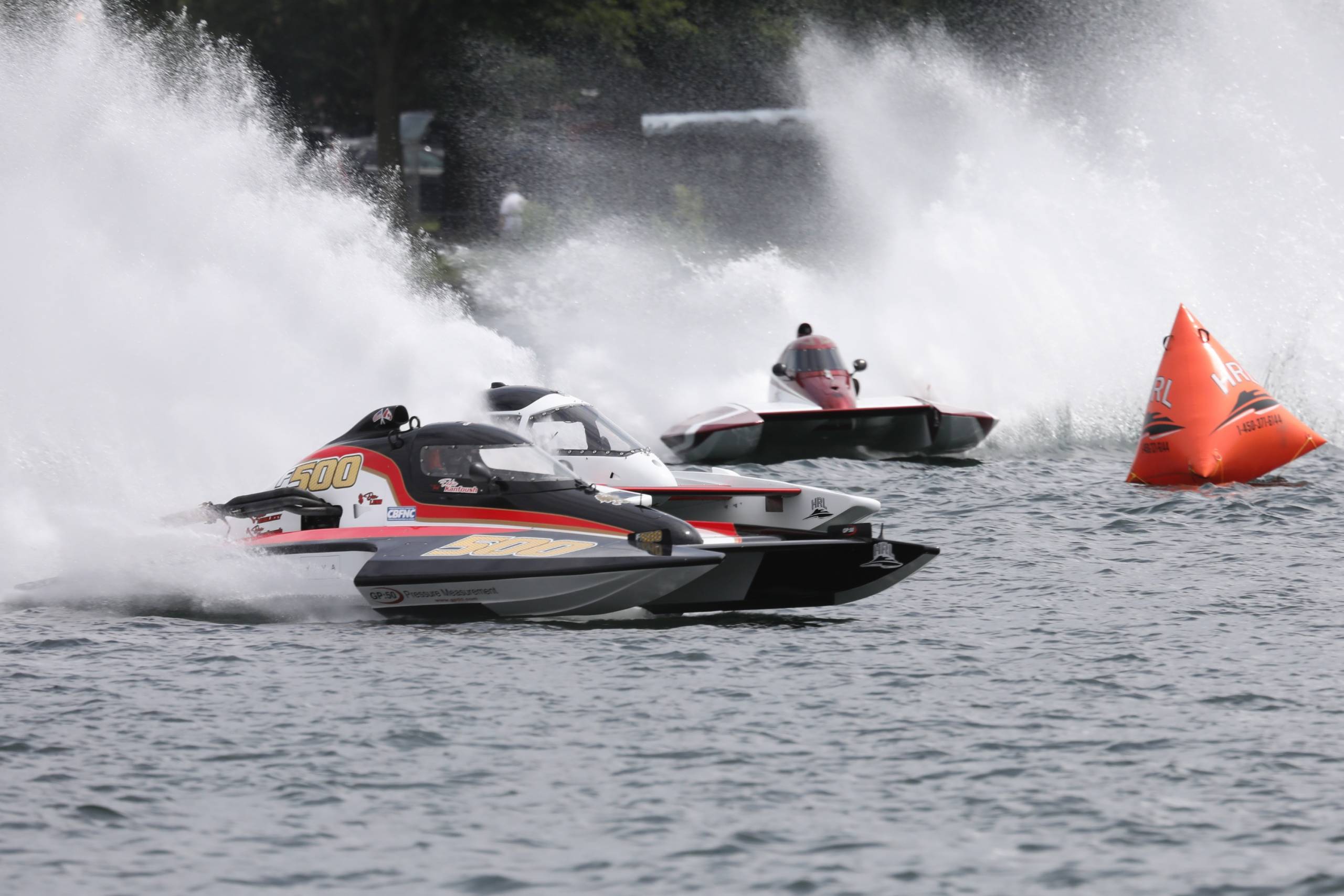 Un grand danois accueille un chaton noir orphelin