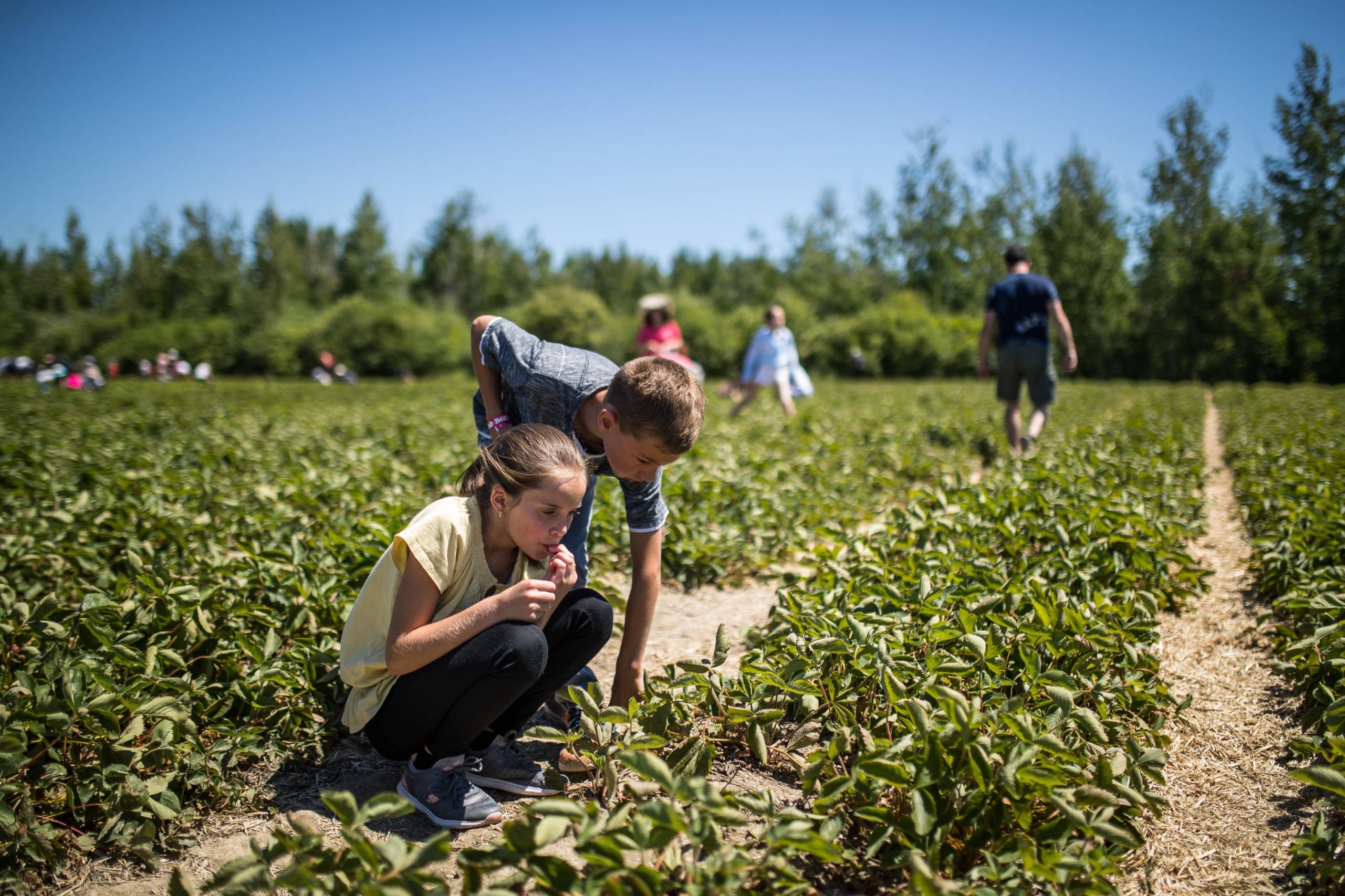 Un chat orange joue avec sa propre queue