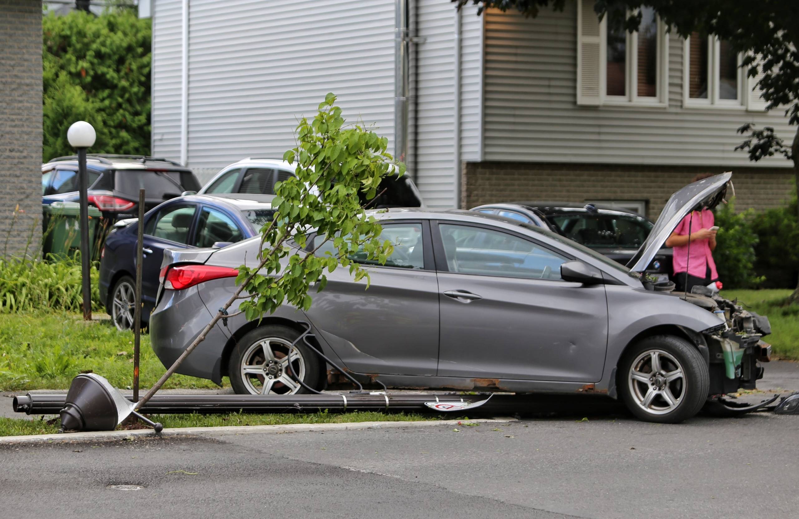 Un papa chien apprend à ses chiots à tirer à la corde