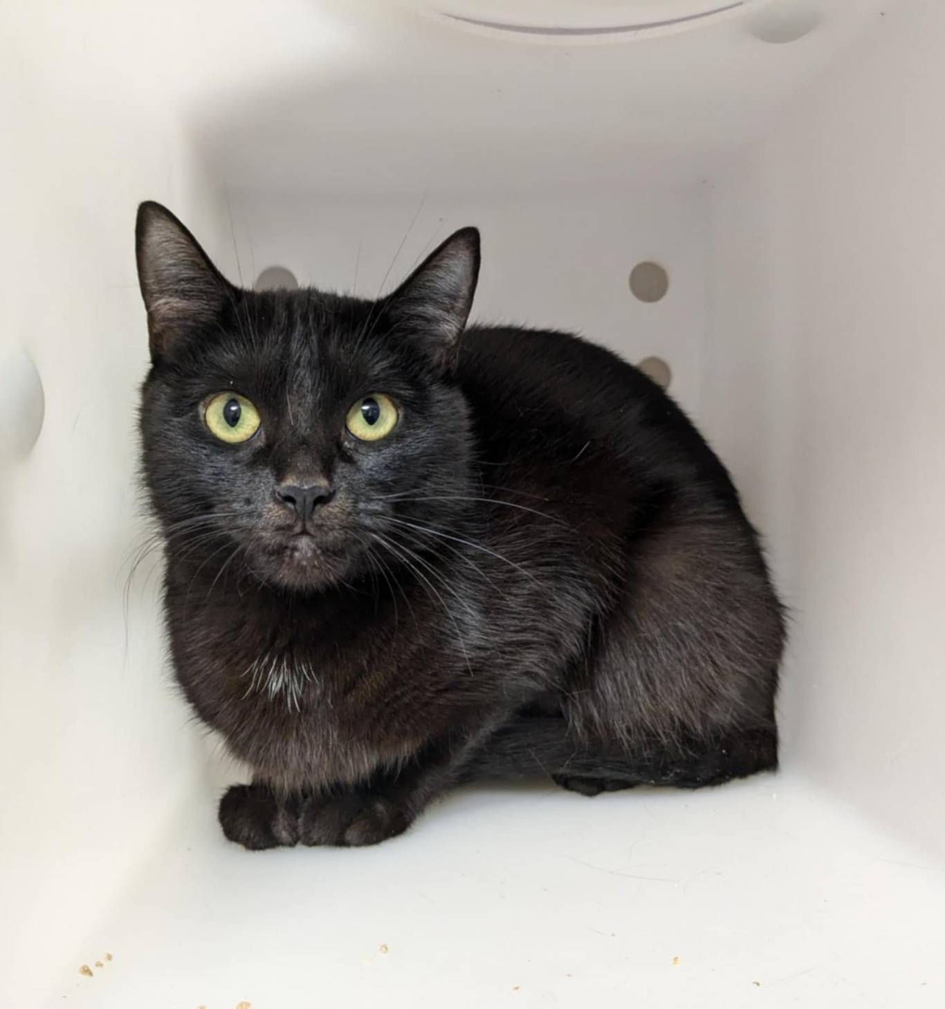 Shipito: Pour acheter aux États-Unis et faire livrer au Canada