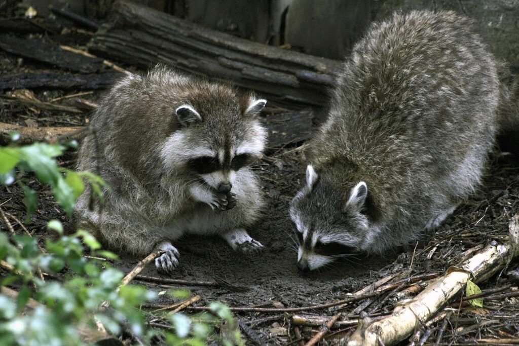 Image illustrant l'article: La rage du raton laveur sous surveillance dans le Haut Saint-Laurent