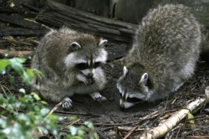 Rage du raton laveur : Candiac, Delson, La Prairie, Saint-Constant et Saint-Mathieu à risque