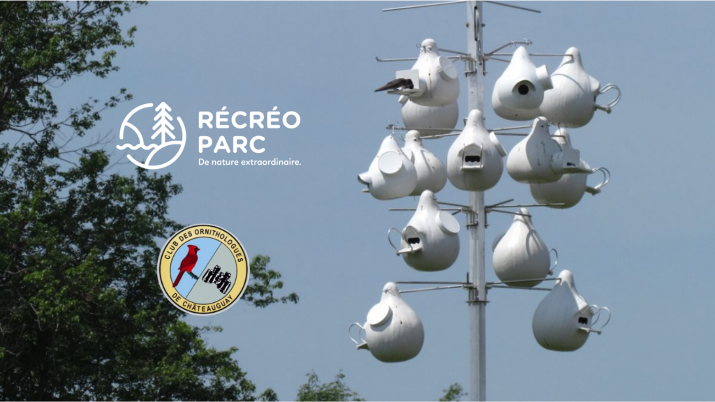 Installation d’un premier nichoir de ce type (modèle « gourde » à multiples loges) au RécréoParc. 