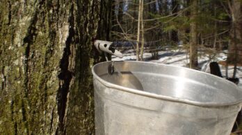 École Kahnawake Survival Survivor School : mise à jour sur la contamination de la sève