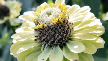 Cinq endroits où profiter des fleurs cet été en Montérégie