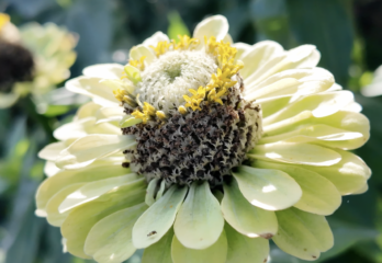 Six endroits où profiter des fleurs cet été en Montérégie