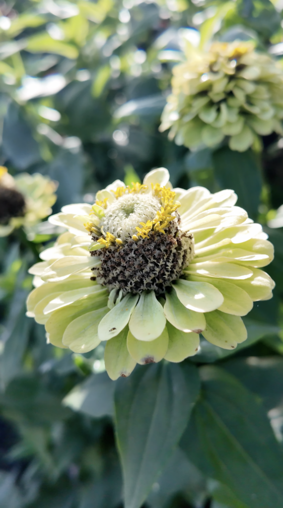 bloom