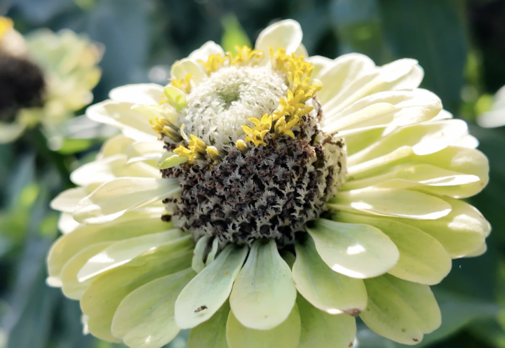 Quatre endroits où cueillir des fleurs cet été en Montérégie