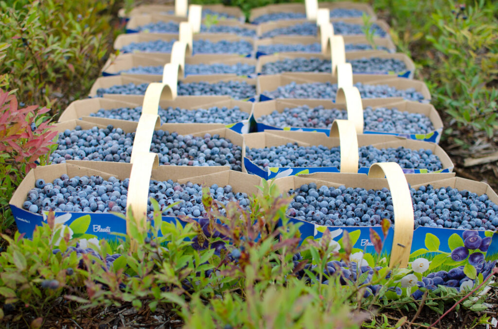 paniers de bleuets sauvages pbsq
